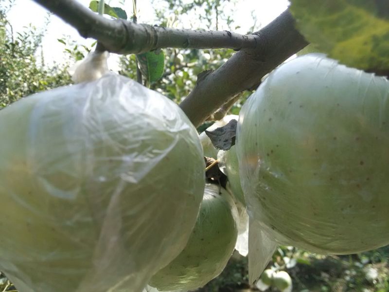 金帅苹果黄金帅苹果种植基地75mm以上膜袋金帅苹果