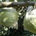 金帅苹果黄金帅苹果种植基地75mm以上膜袋金帅苹果