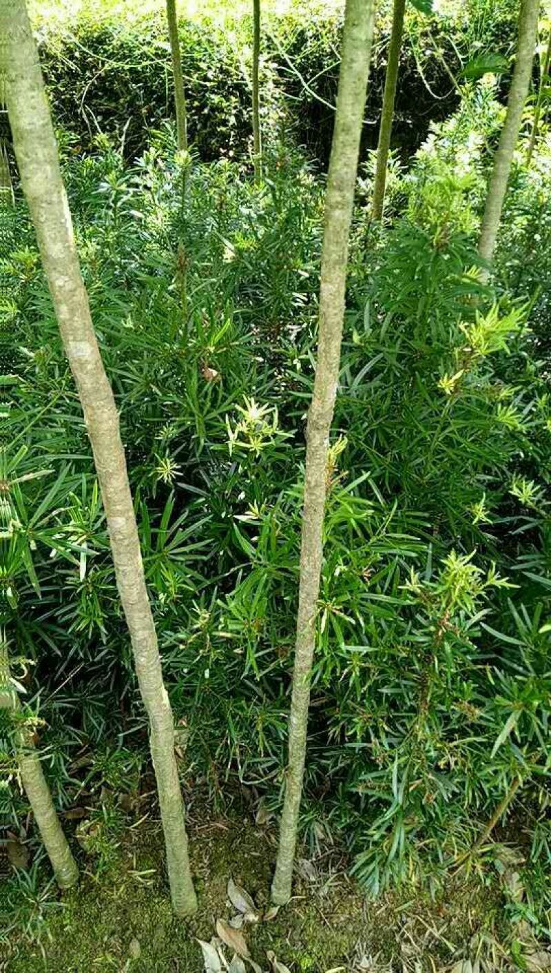 罗汉松苗罗汉松树苗罗汉松小苗包邮
