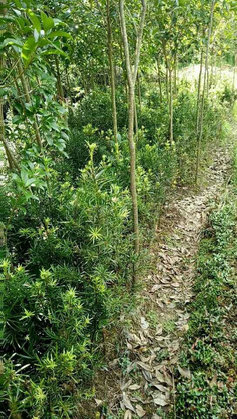 罗汉松苗罗汉松树苗罗汉松小苗包邮