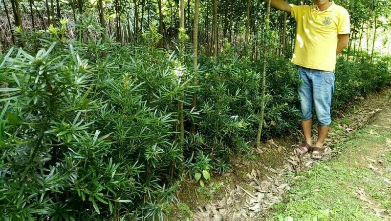 罗汉松苗罗汉松树苗罗汉松小苗包邮