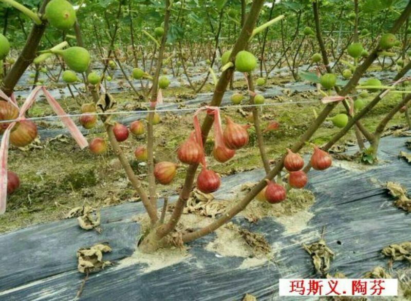 玛斯义陶芬无花果苗80cm以上