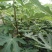 玛斯义陶芬无花果苗80cm以上