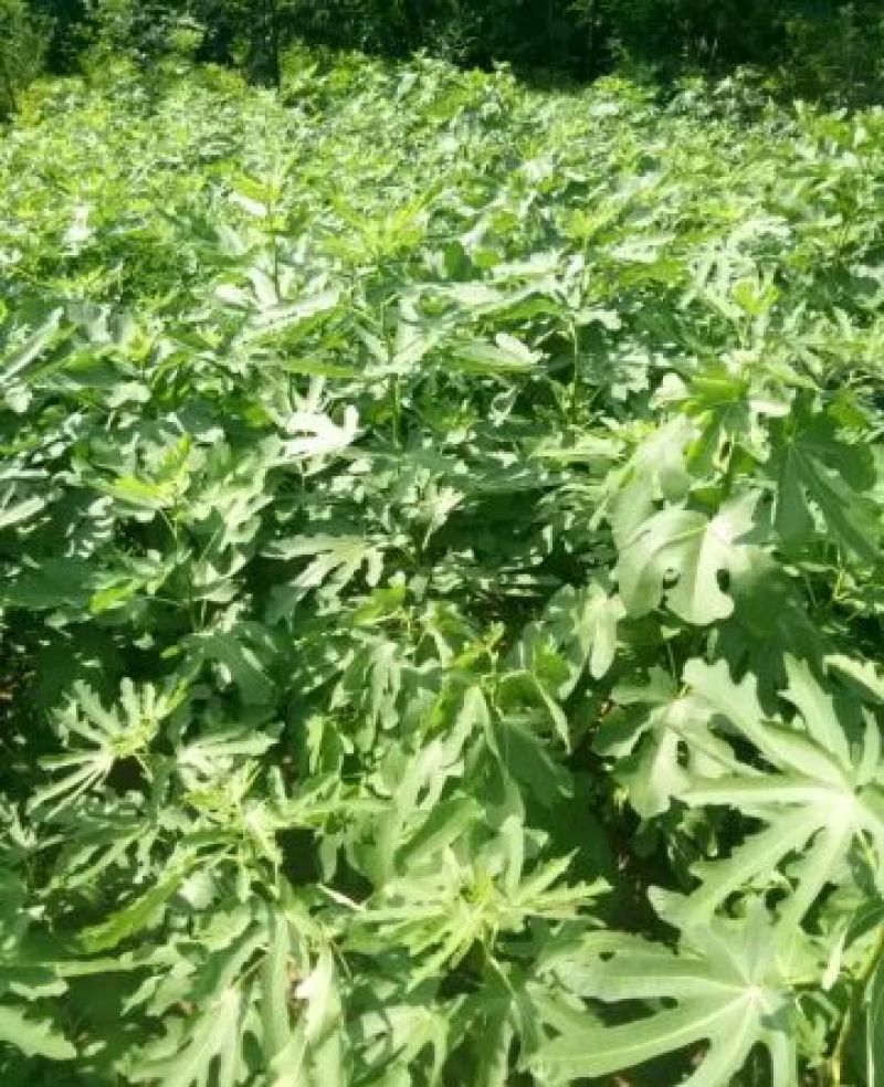 玛斯义陶芬无花果苗80cm以上