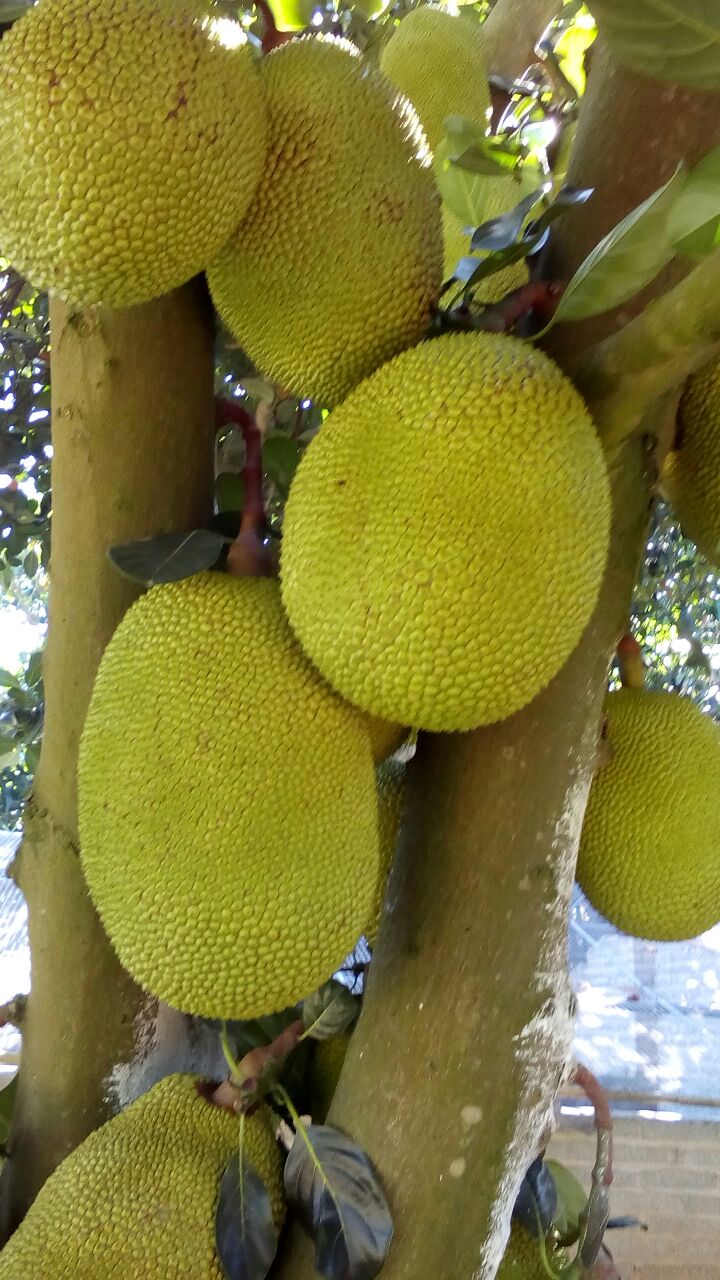 黄菠萝树广东湛江廉江市_批发_供应-一亩田农