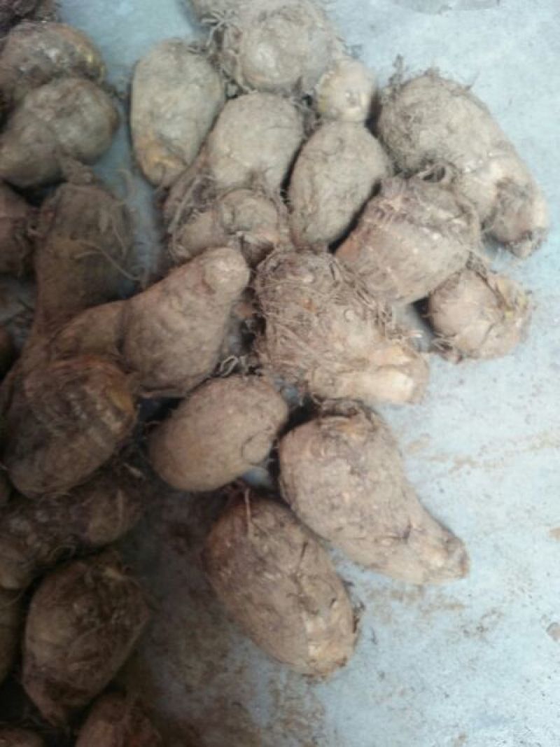 毛芋头4厘米以上大量供应货源充足山东毛芋头