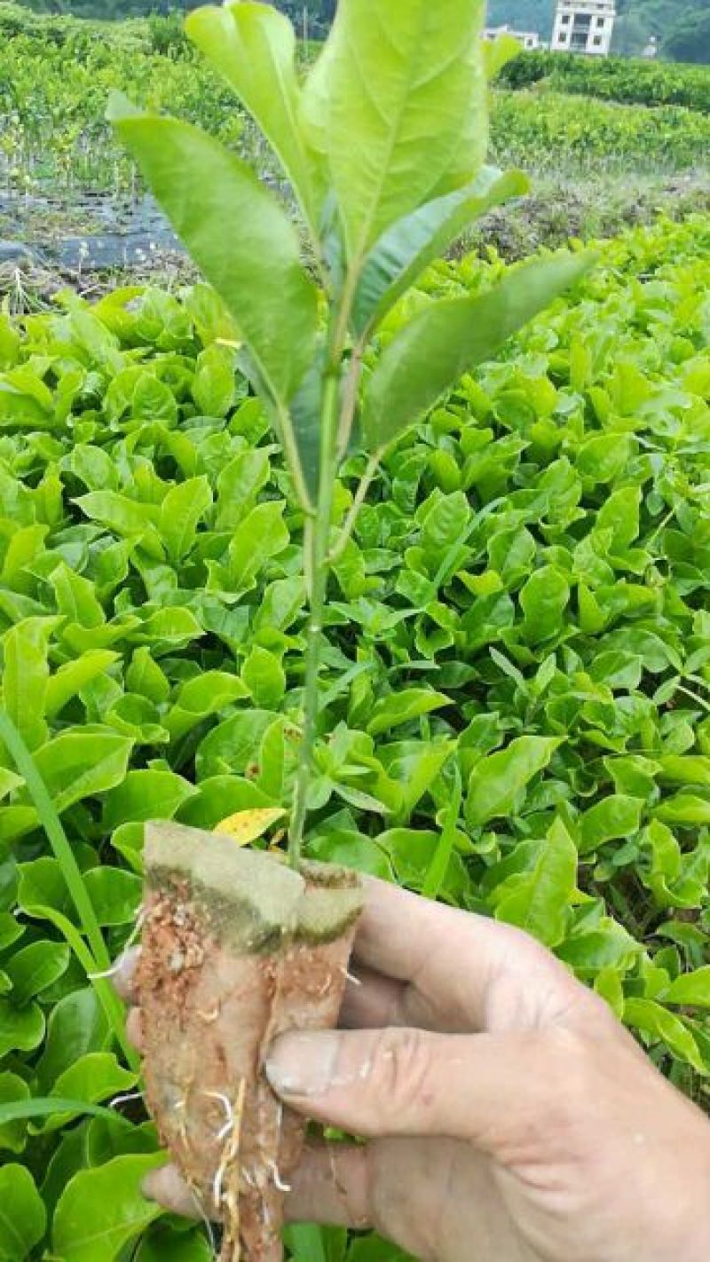 黄金百香果种苗黄金果苗百香果种子苗