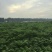 红油6号香椿苗大棚80cm以上，陆地及大棚种植