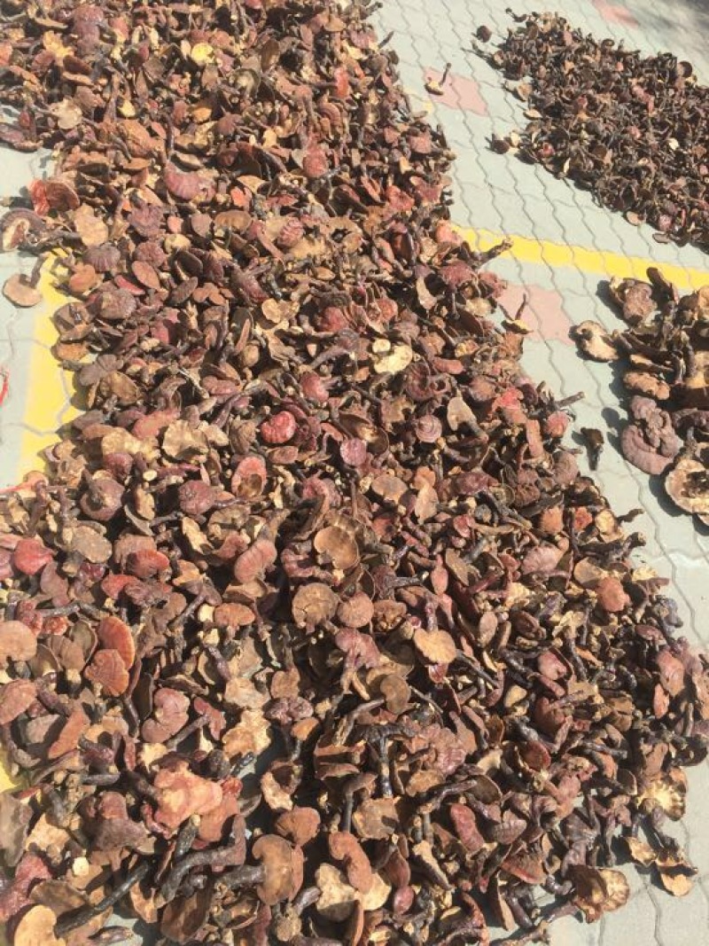 赤灵芝8~12公分