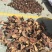 赤灵芝8~12公分