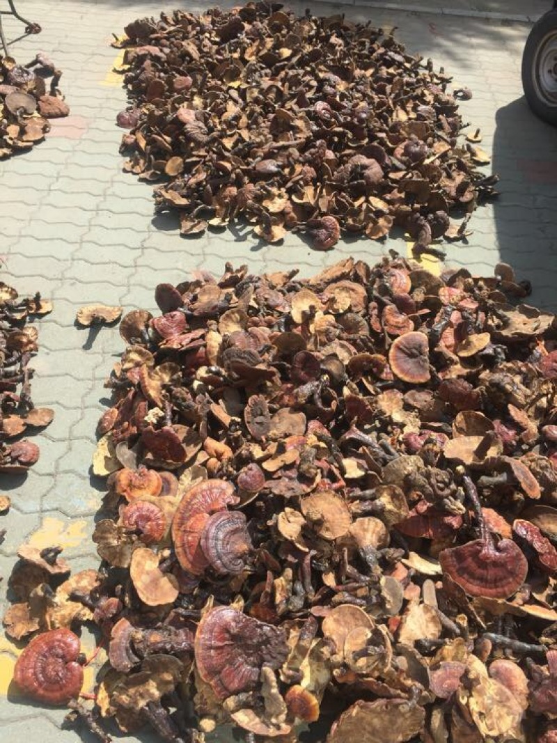 赤灵芝8~12公分