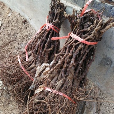 巨峰葡萄苗，各种品种葡苗阳光玫瑰葡萄苗1年苗，占地葡萄树