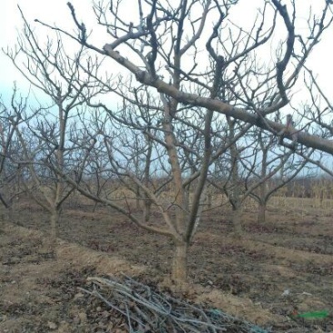 山楂树8~10cm3.5~4米