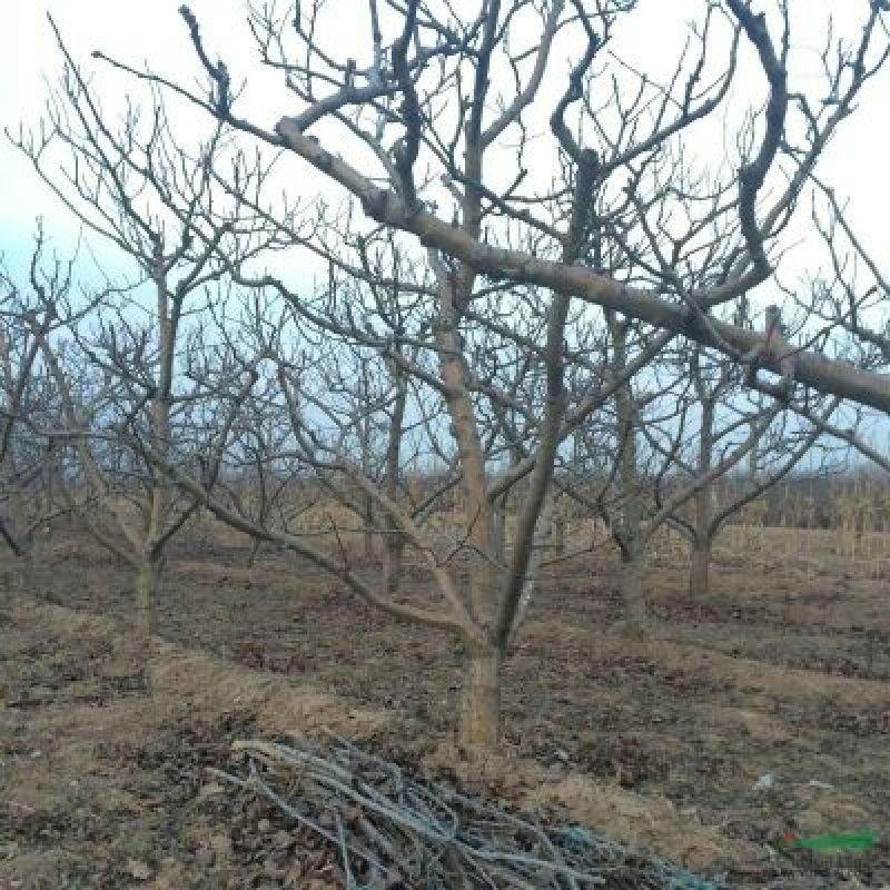 山楂树8~10cm3.5~4米