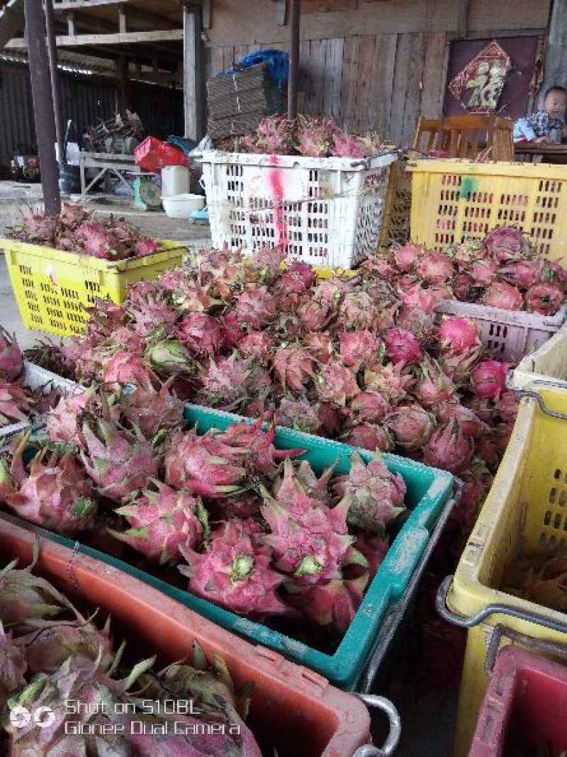 红心火龙果中（5-7两）