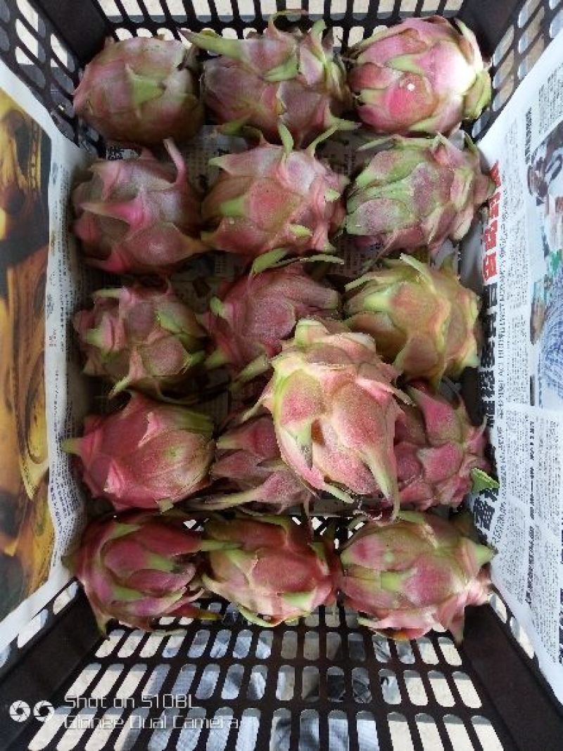 红心火龙果中（5-7两）