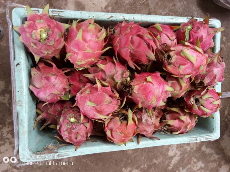 红心火龙果中（5-7两）