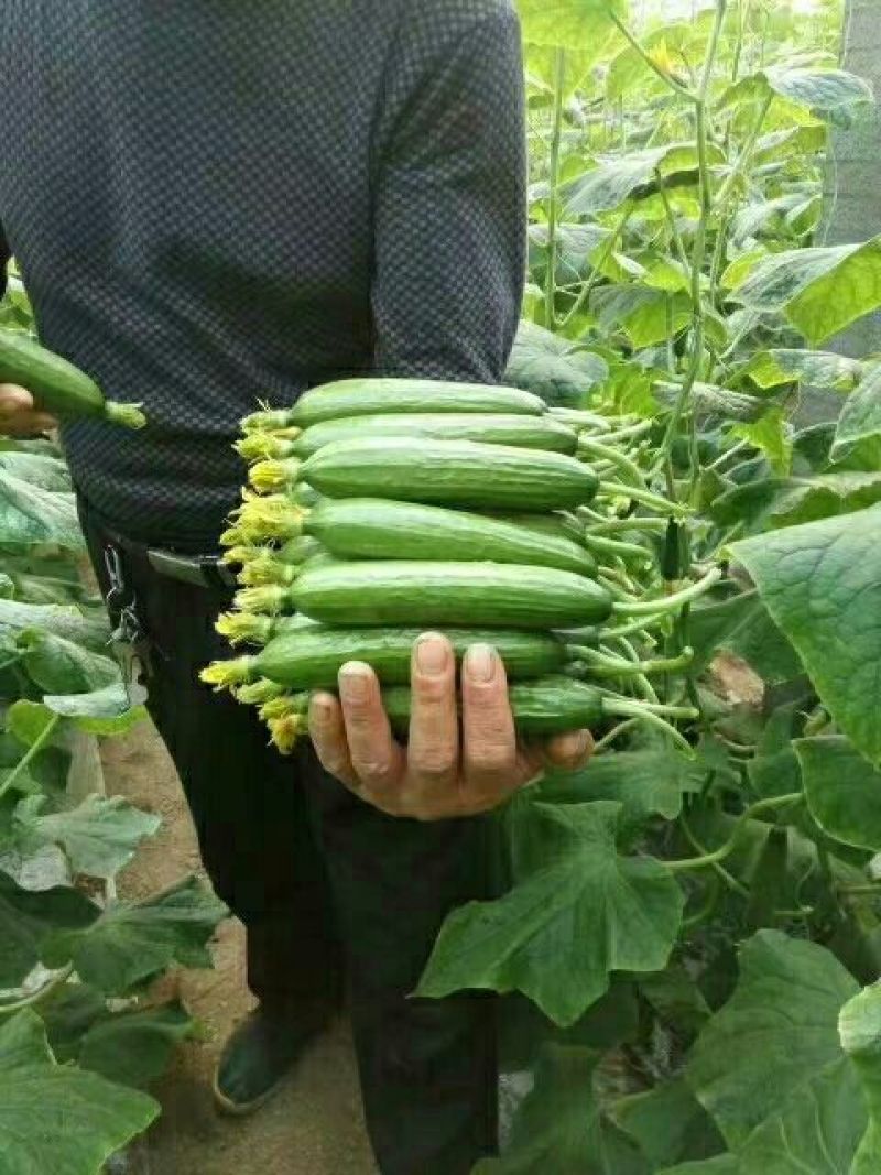 小乳瓜—基地直供货源