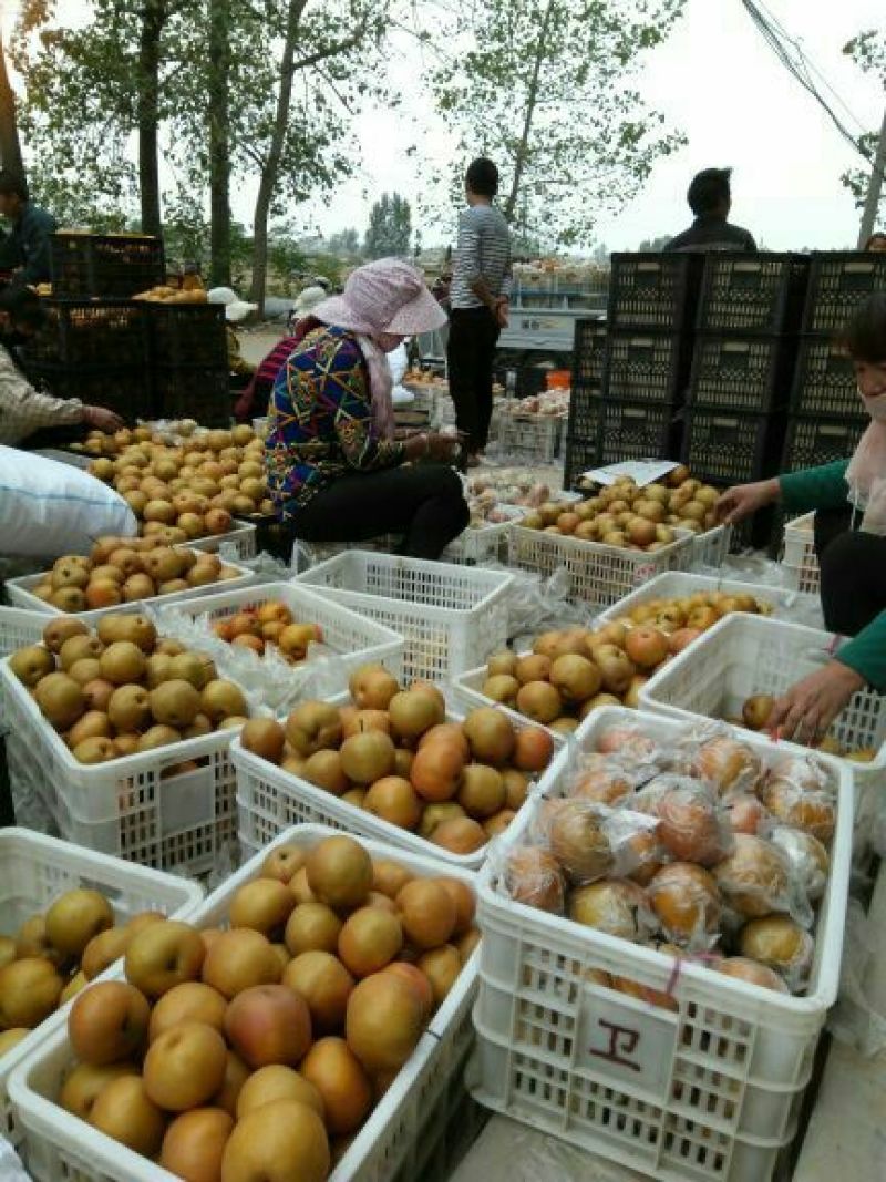 晚秋黄梨无公害绿色食品