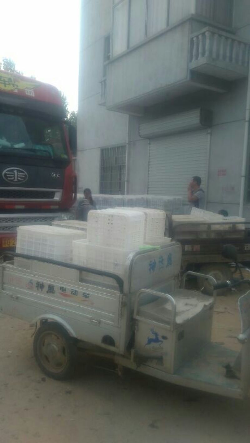 晚秋黄梨无公害绿色食品