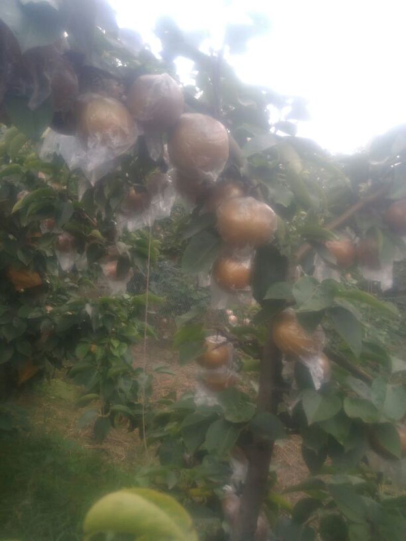 晚秋黄梨无公害绿色食品