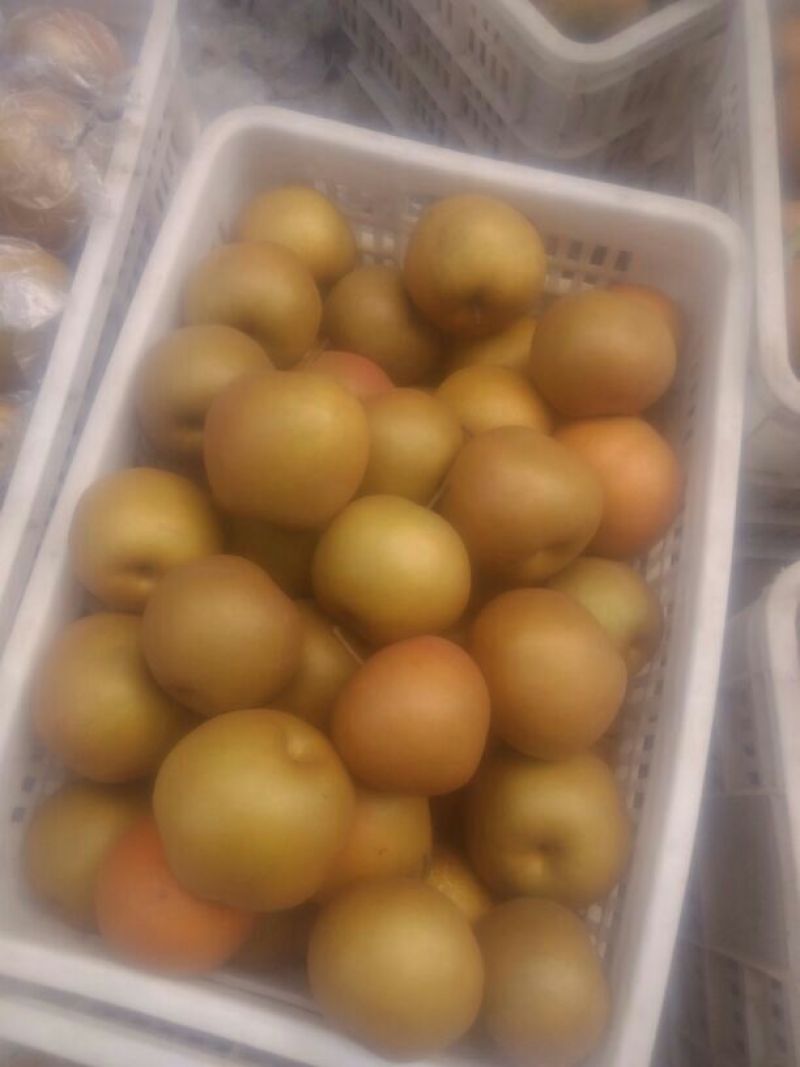 晚秋黄梨无公害绿色食品