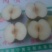 晚秋黄梨无公害绿色食品