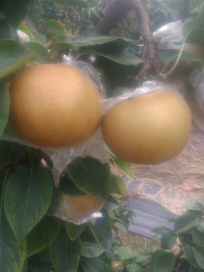 晚秋黄梨无公害绿色食品