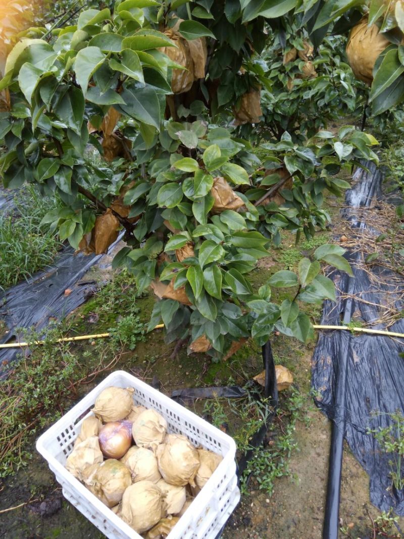 晚秋黄梨无公害绿色食品