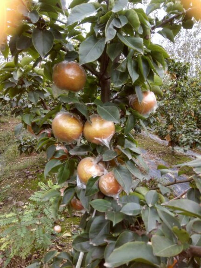 晚秋黄梨无公害绿色食品