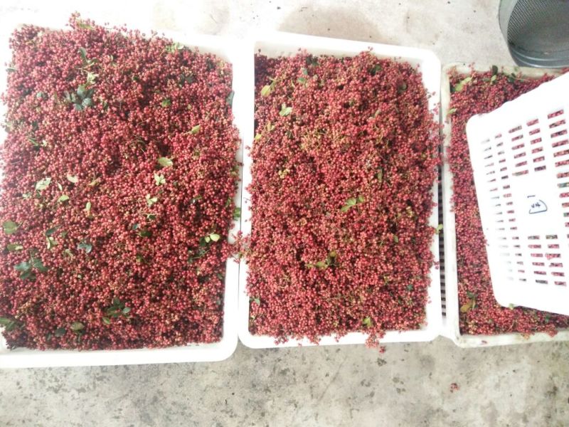 汉源花椒大量上市麻香味十足。产量大需要的老板联系