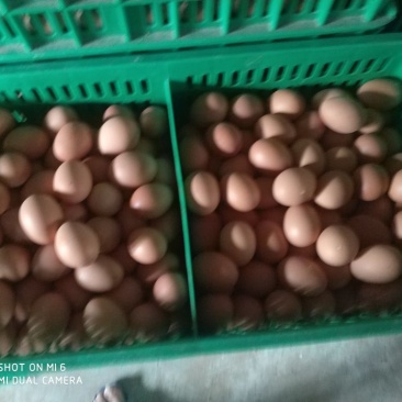 红蛋60~75g食用