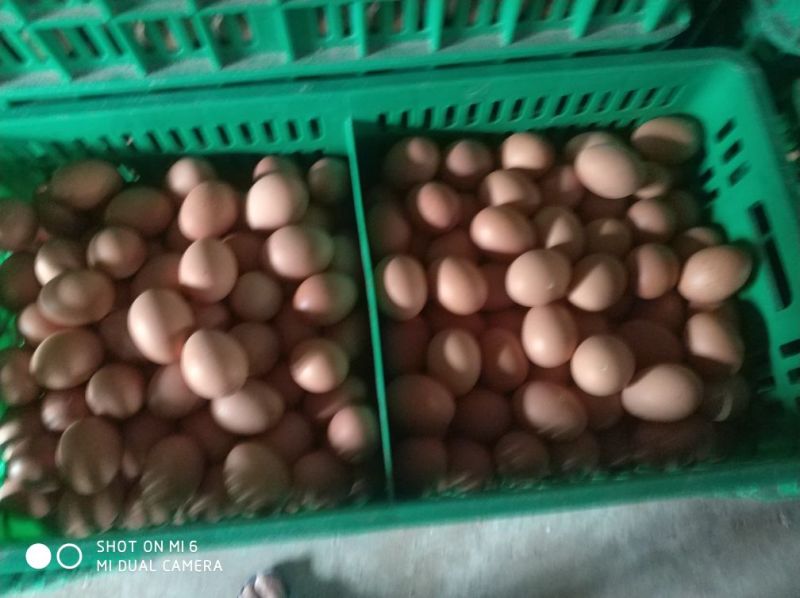 红蛋60~75g食用
