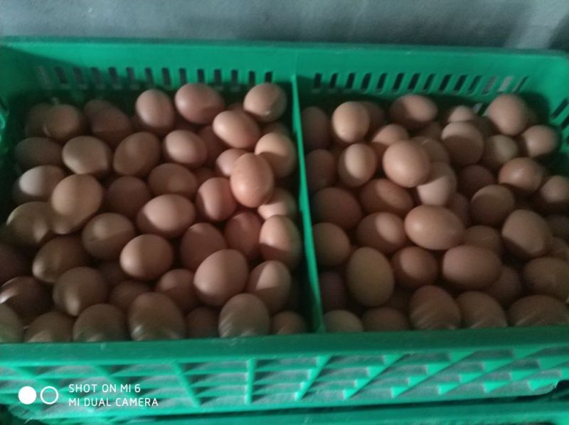 红蛋60~75g食用