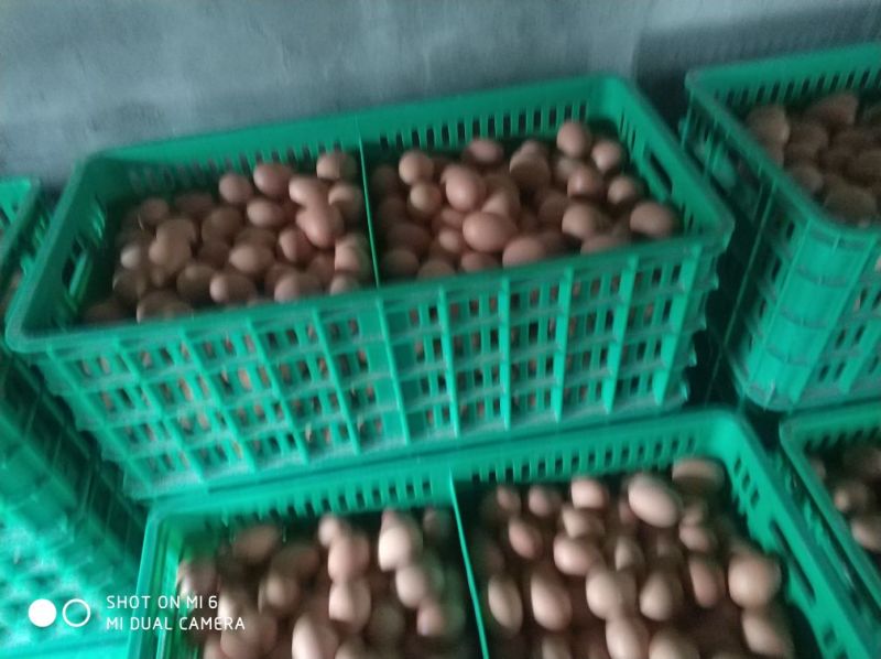 红蛋60~75g食用
