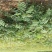 花椒苗1~2年