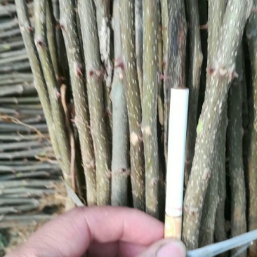 花椒苗1~2年