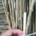 花椒苗1~2年