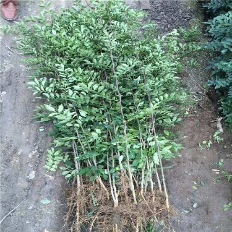 花椒苗1~2年