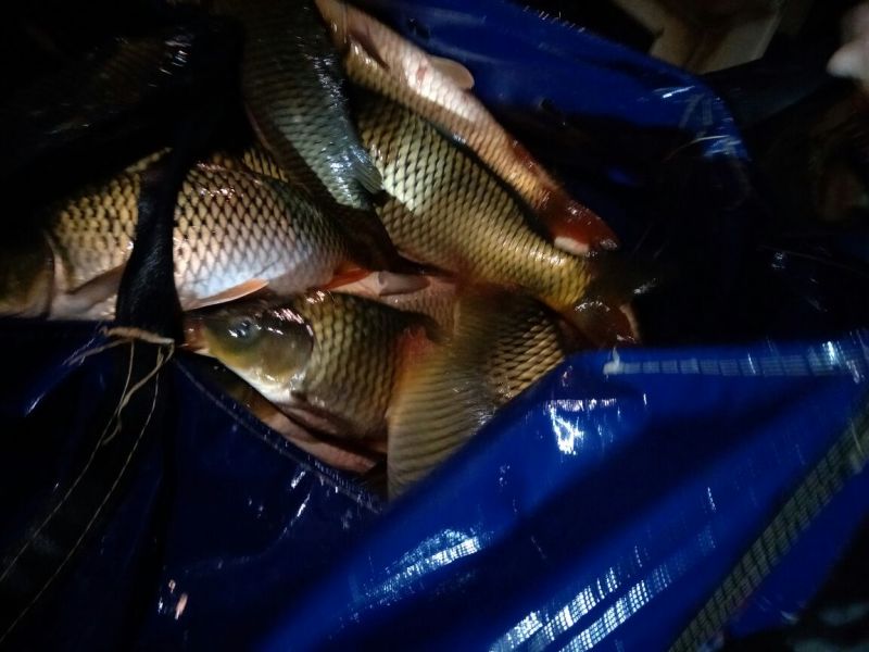 池鲤鱼1~2公斤食用