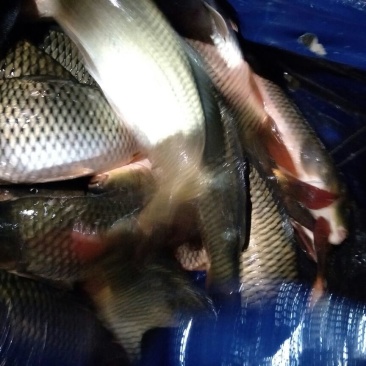 池鲤鱼1~2公斤食用