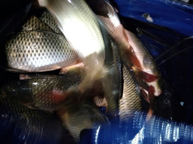 池鲤鱼1~2公斤食用
