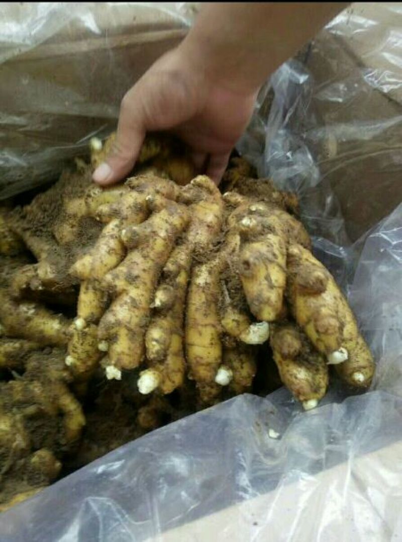 生姜老姜，鲜姜，大量批发