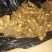 生姜老姜，鲜姜，大量批发