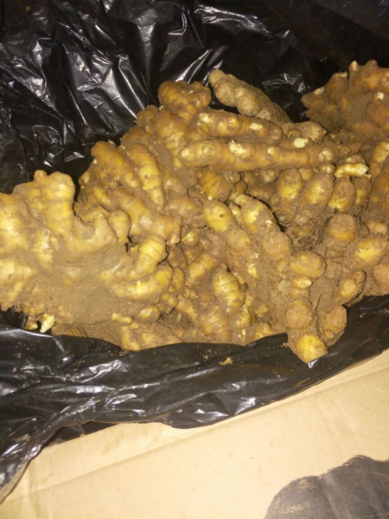 生姜老姜，鲜姜，大量批发