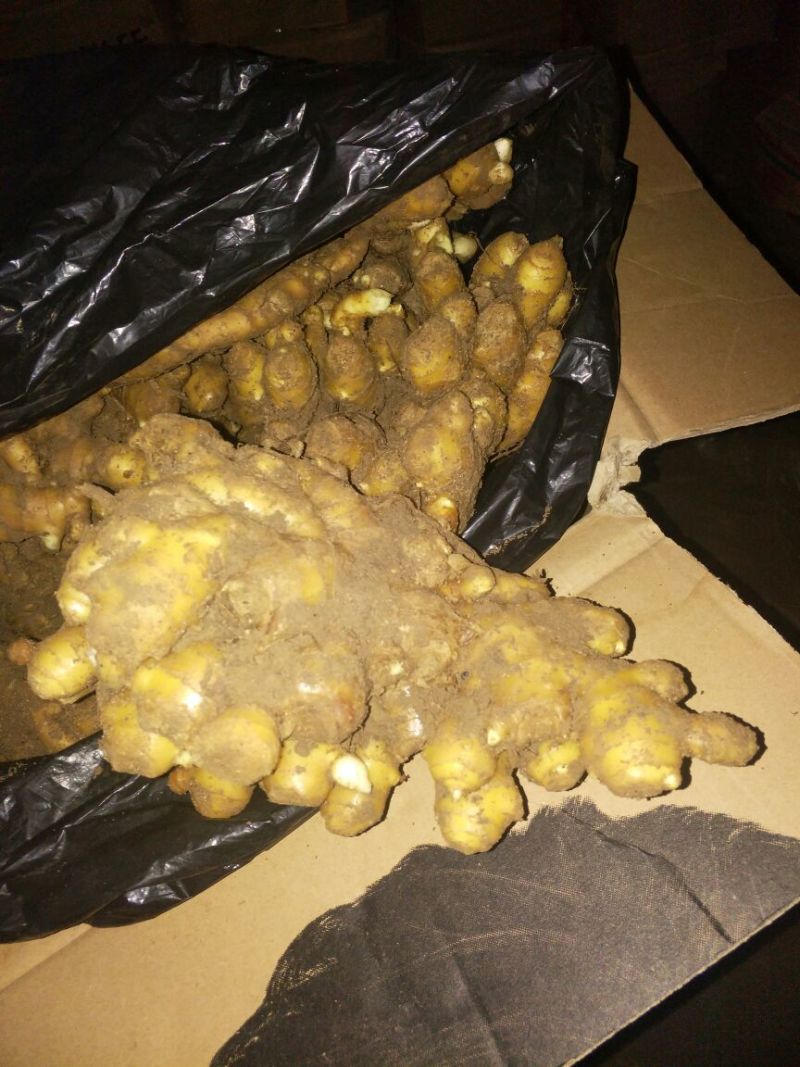 生姜老姜，鲜姜，大量批发