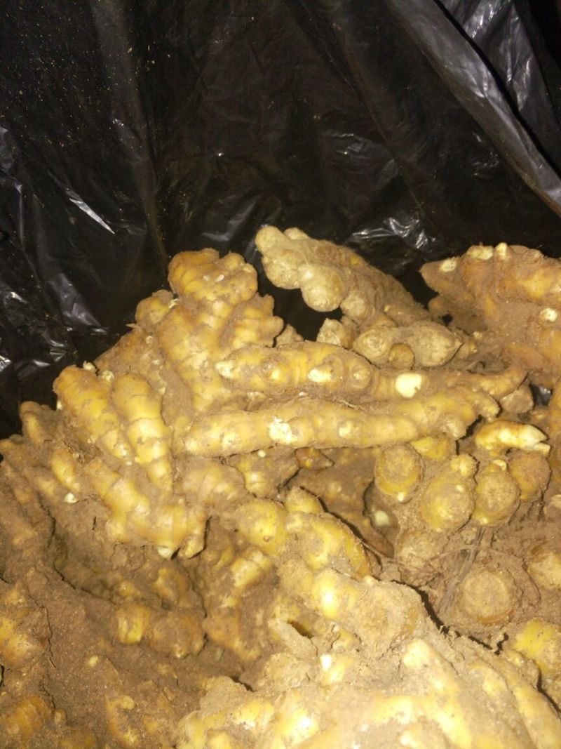 生姜老姜，鲜姜，大量批发