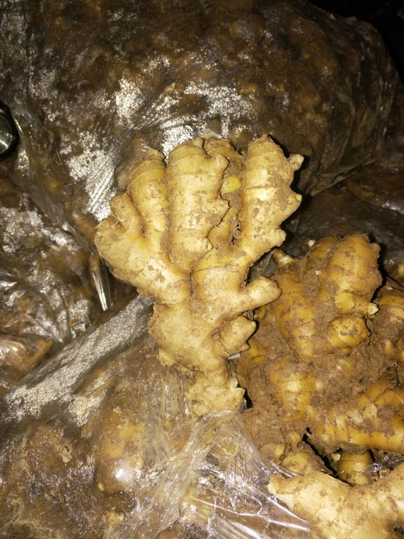 生姜老姜，鲜姜，大量批发
