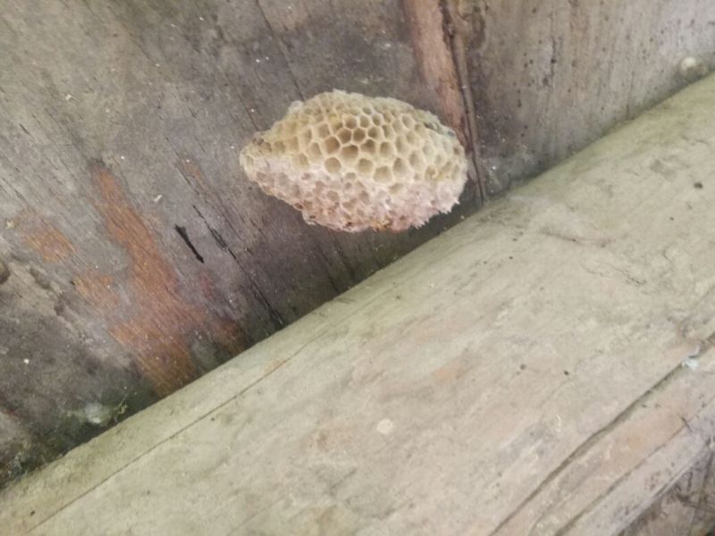 马蜂窝野蜂窝