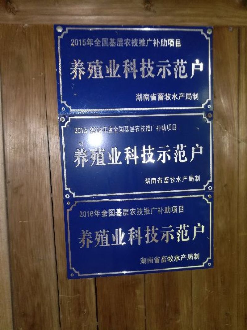 甲鱼苗鱼苗